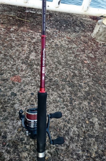 ◯タチウオどこへ!?