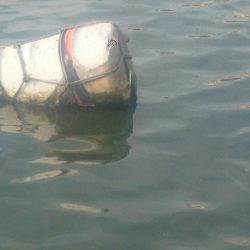 無念!!尺ハゼ捕獲ならず!!