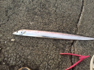 青物釣れず。。。