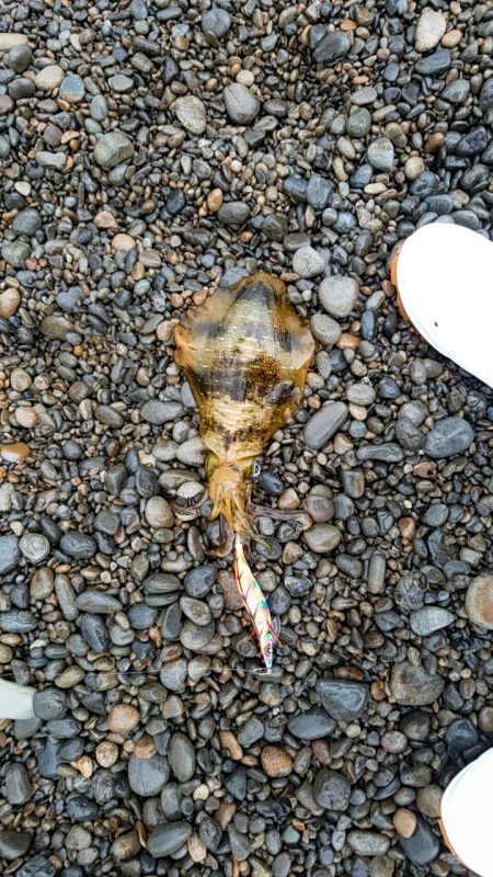 秋イカも終盤？