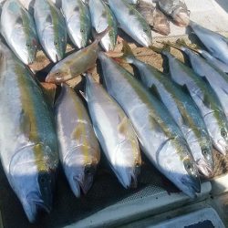 【光義丸：2017年１１/１５(水) 最新大物釣果速報】