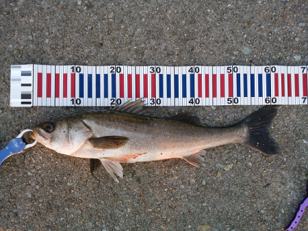 連日の青物トップゲーム