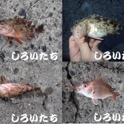 カレイを狙いましたが。