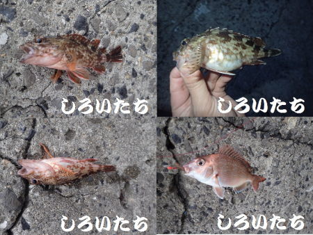 カレイを狙いましたが。