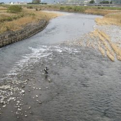 狩野川(狩野川漁業協同組合) 釣果