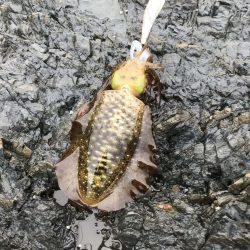 南紀でエギングランガン