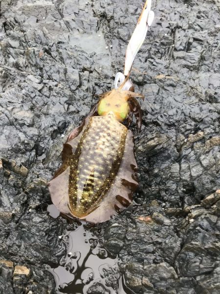 南紀でエギングランガン