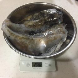 ひたすらエギング