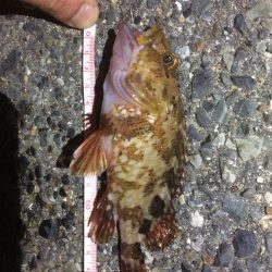 アジングのはずが、、、