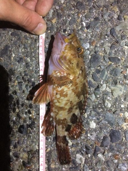 アジングのはずが、、、