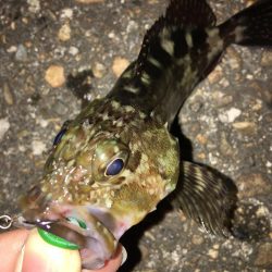 癒しを求めて…