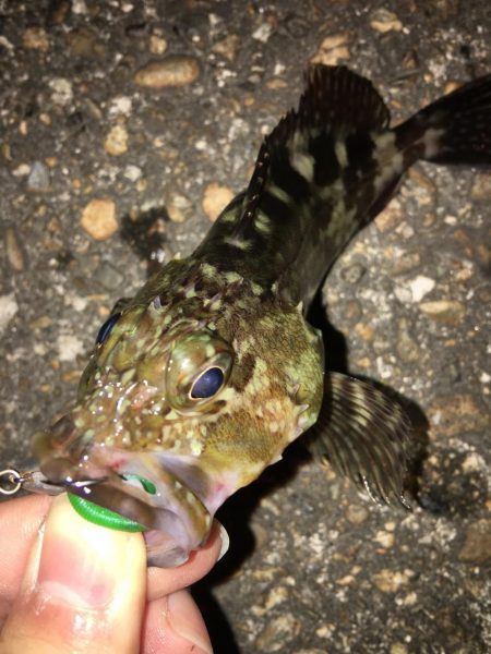 癒しを求めて…