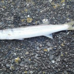 エギングでタコ、カサゴ、湾内ではカマス