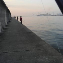 え？タチウオ少なっ