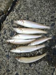 久しぶりのキス釣行