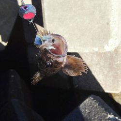 太刀魚やコノシロもまわり出しました。尺アジも釣れます。