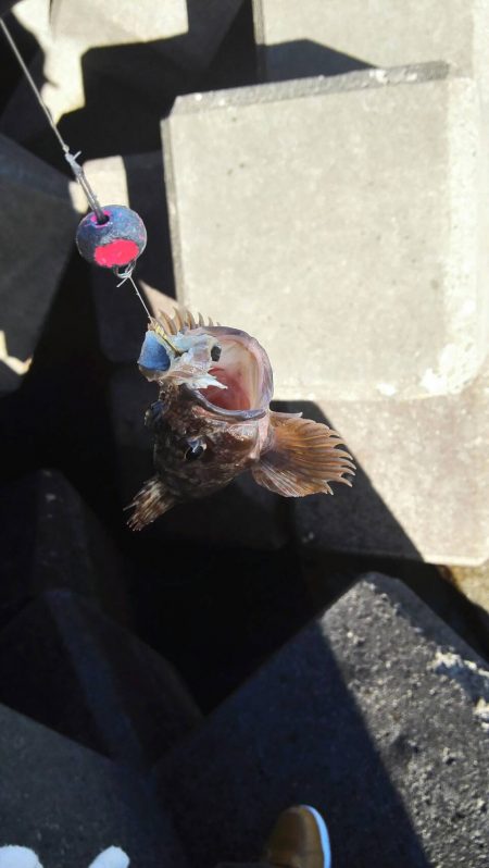 太刀魚やコノシロもまわり出しました。尺アジも釣れます。