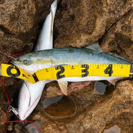 久しぶりのメジロ