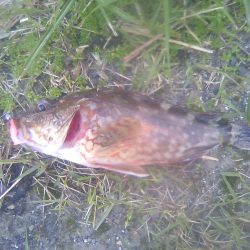 オオモンハタ遠征