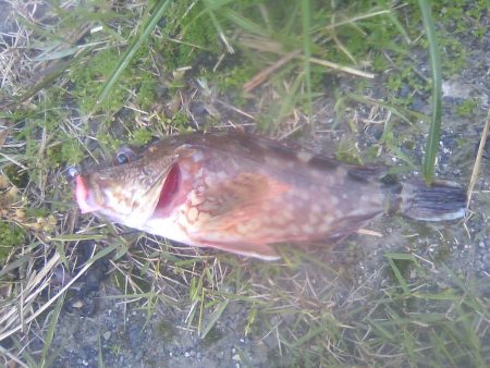 オオモンハタ遠征