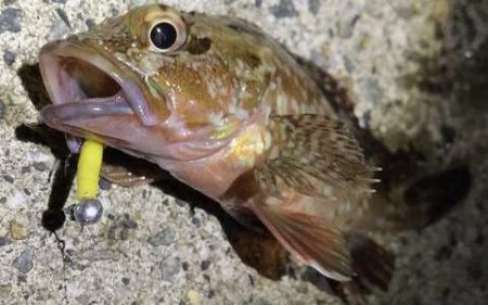 ガッシーパラダイス