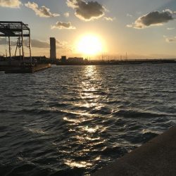 昨日に続きタコ!