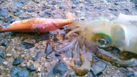 え、まさかの新子祭？