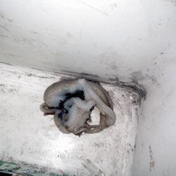 姫路イイダコ(2017-3)