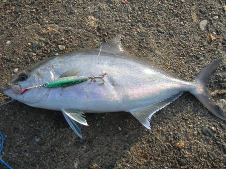 ショアジギングでハマチ、ネイリ