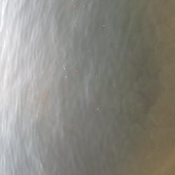 今年のアオリイカ竿納め