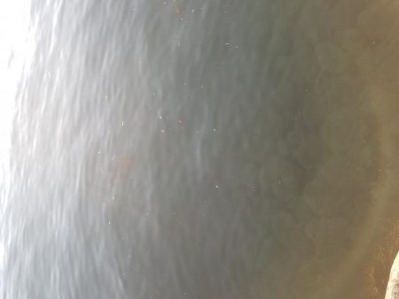 今年のアオリイカ竿納め