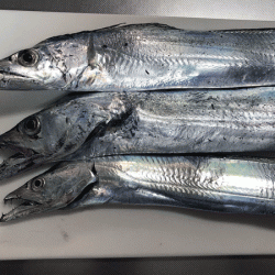 姫路タチウオ(2017-5)