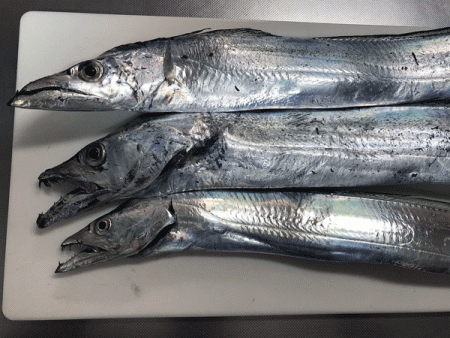 姫路タチウオ(2017-5)