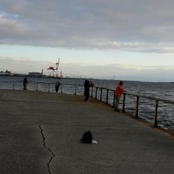 ホームの浜タチウオ復調。朝5夕5のツ抜け達成！