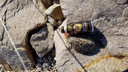 男鹿島エギング