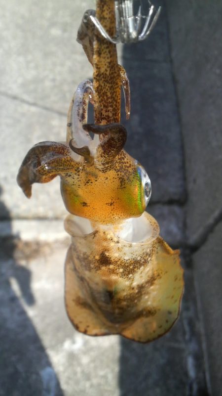 エソのサイズのアオリが欲しい・・・