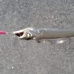 太刀魚道場入門