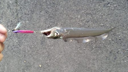 太刀魚道場入門