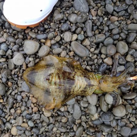 秋イカも終盤？