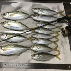 アジング釣行記
