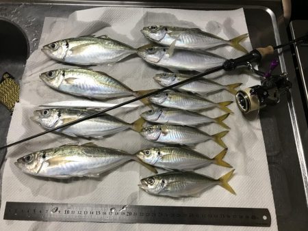 アジング釣行記