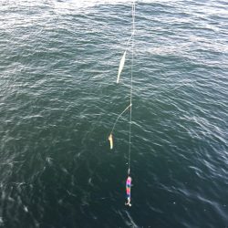 バイブレーションでタチウオ(ハリスなし笑)