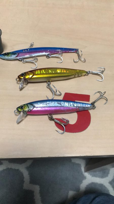 ついにきた！メジロ