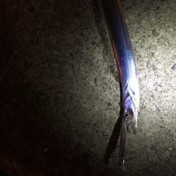 シーバス狙いのタチウオ