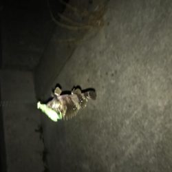 初のクロソイ!?