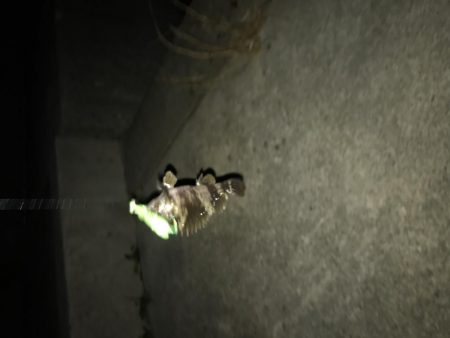 初のクロソイ!?