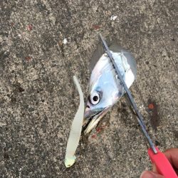 フラップ釣法、中毒性ありです！！