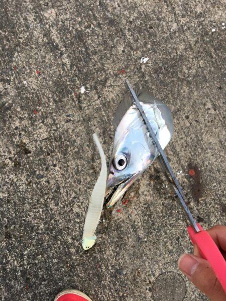 フラップ釣法、中毒性ありです！！