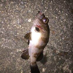 今日もアジ探し