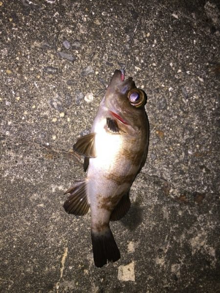 今日もアジ探し